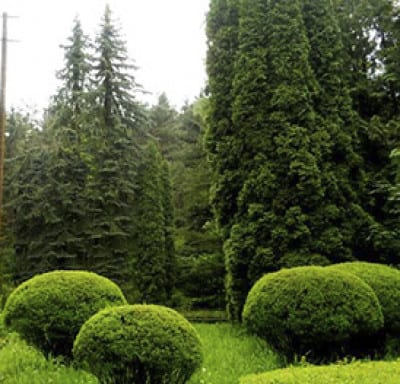 Степанаванский Дендропарк