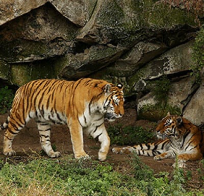 Ереванский зоопарк