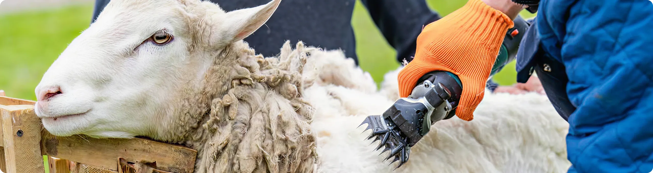 Ոչխարների խուզման փառատոն