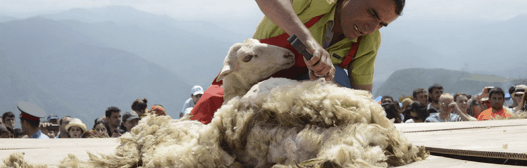 Ոչխարների խուզման փառատոն