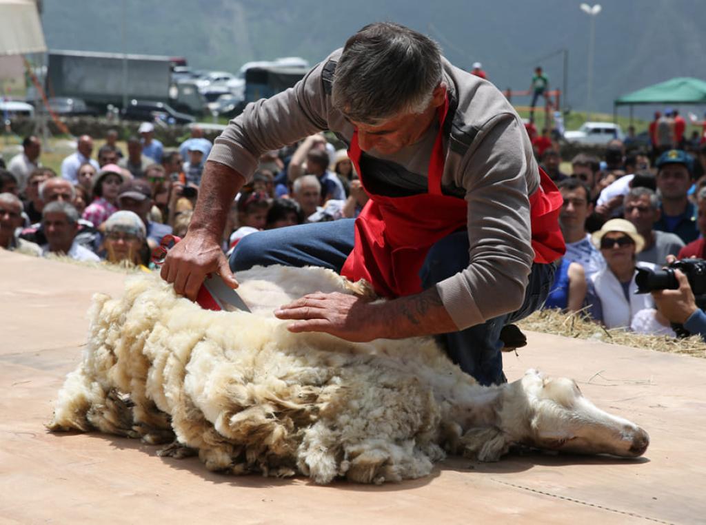 Festival of Sheep Shearing