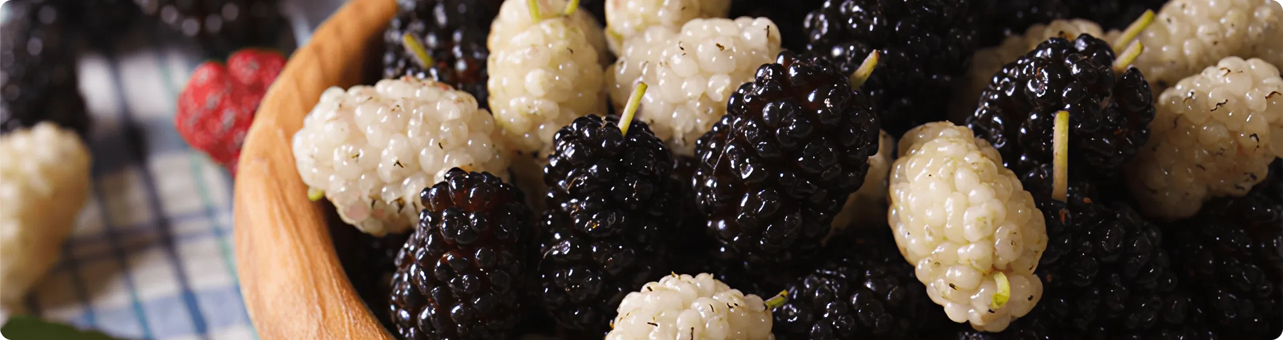 Festival Mulberry - NKR