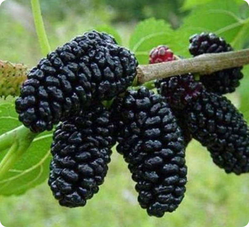 Թթի փառատոն