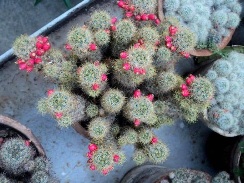 Cactus in Botanical Garden