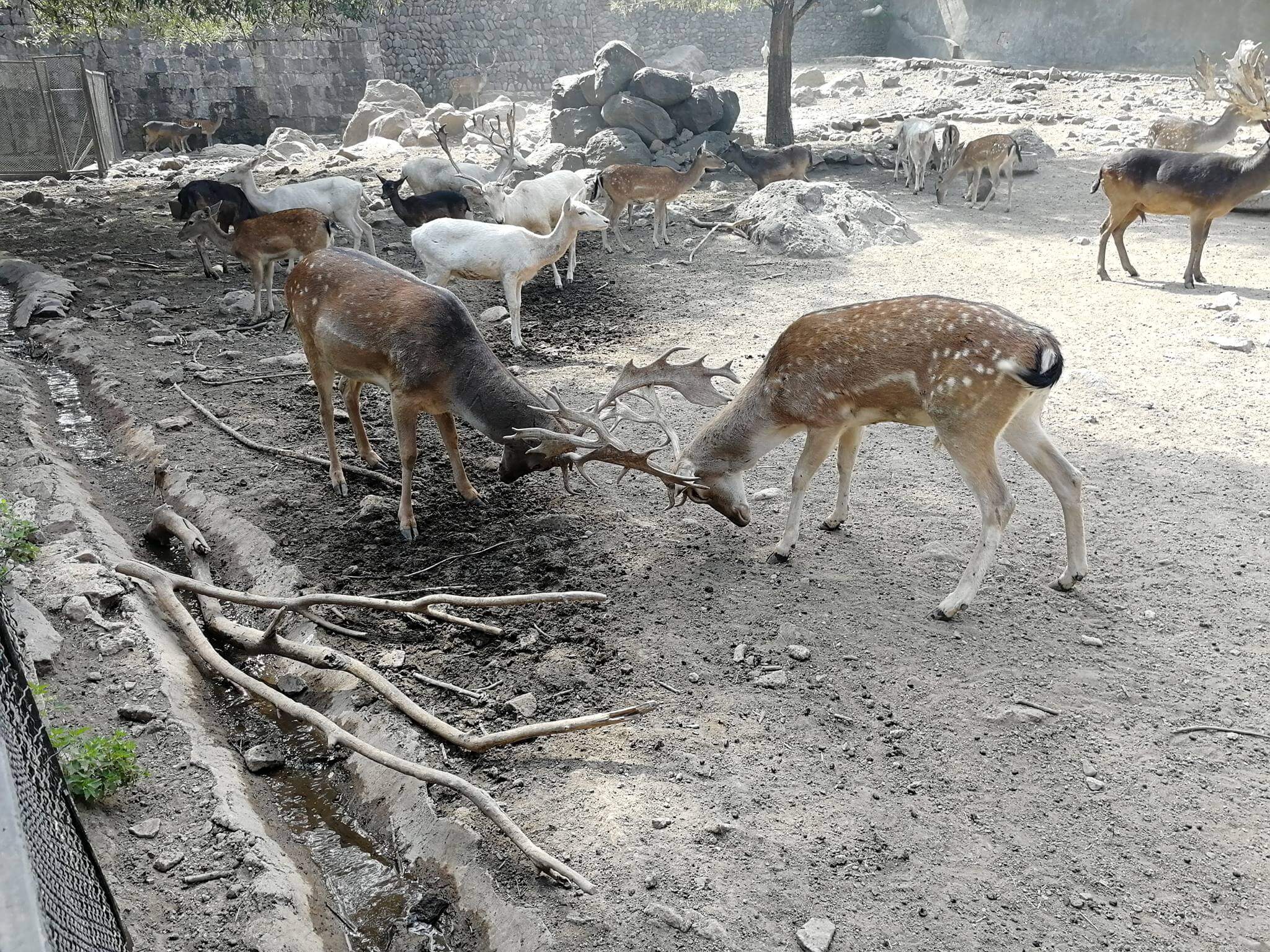 Yerevan Zoo