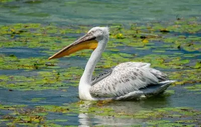 Arpi Lake National Park