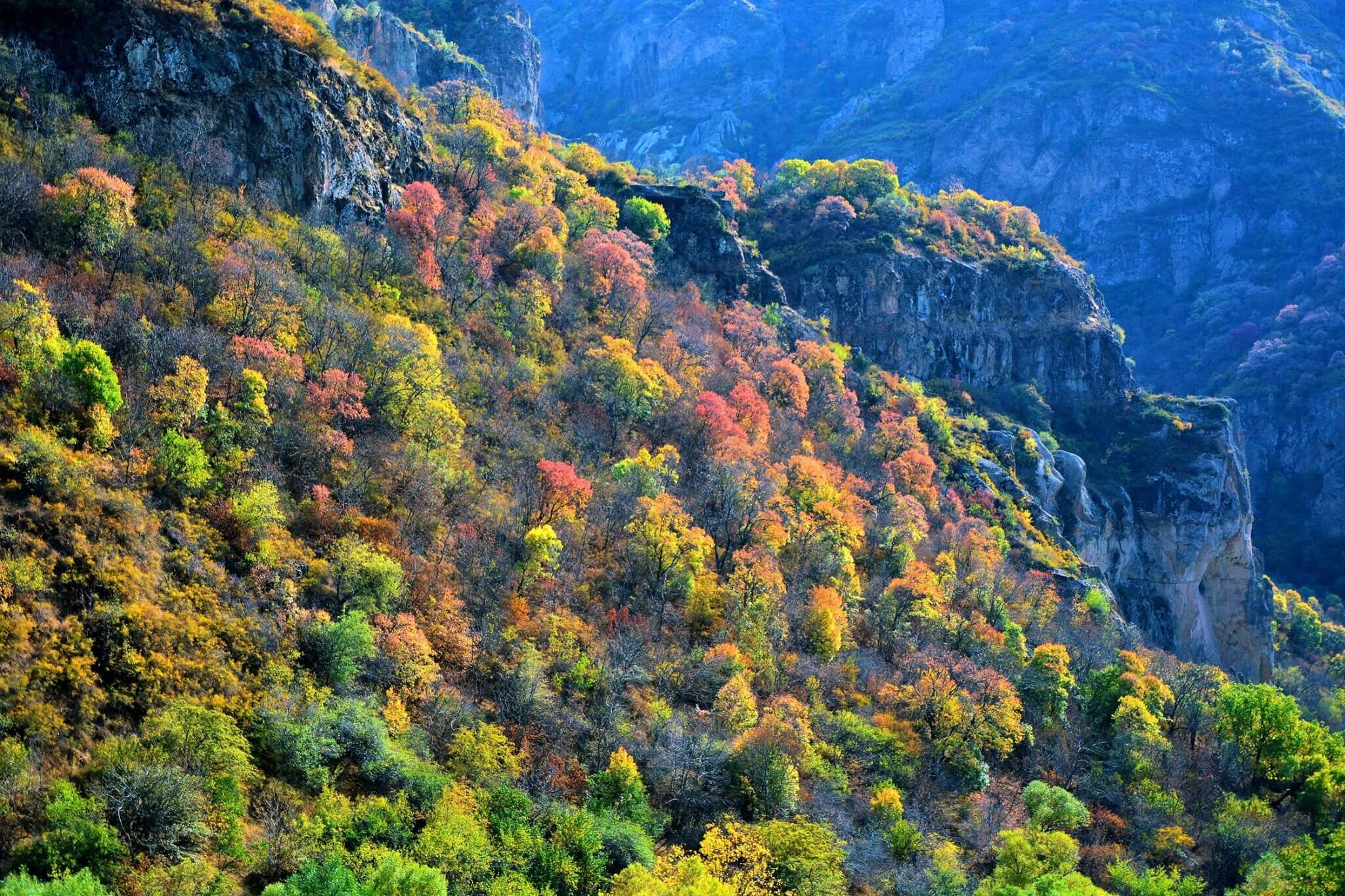 Flora of Armenia