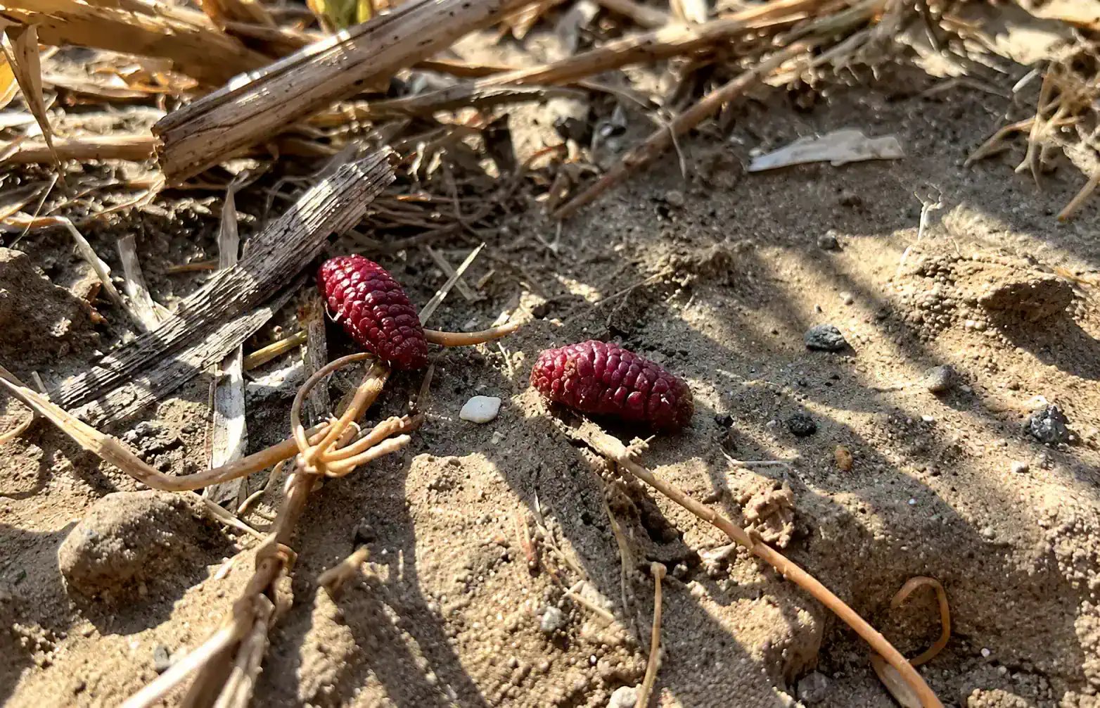 Staatliches Naturschutzgebiet Vordan Karmir